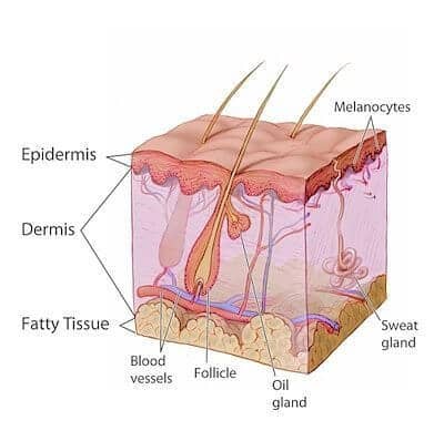 de huid, een van de interessantste menselijke organen.